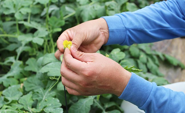 花粉の受粉も一つ一つ手作業で行います。確実に美味しいすいかを育てるための工夫がいたるところになされています。