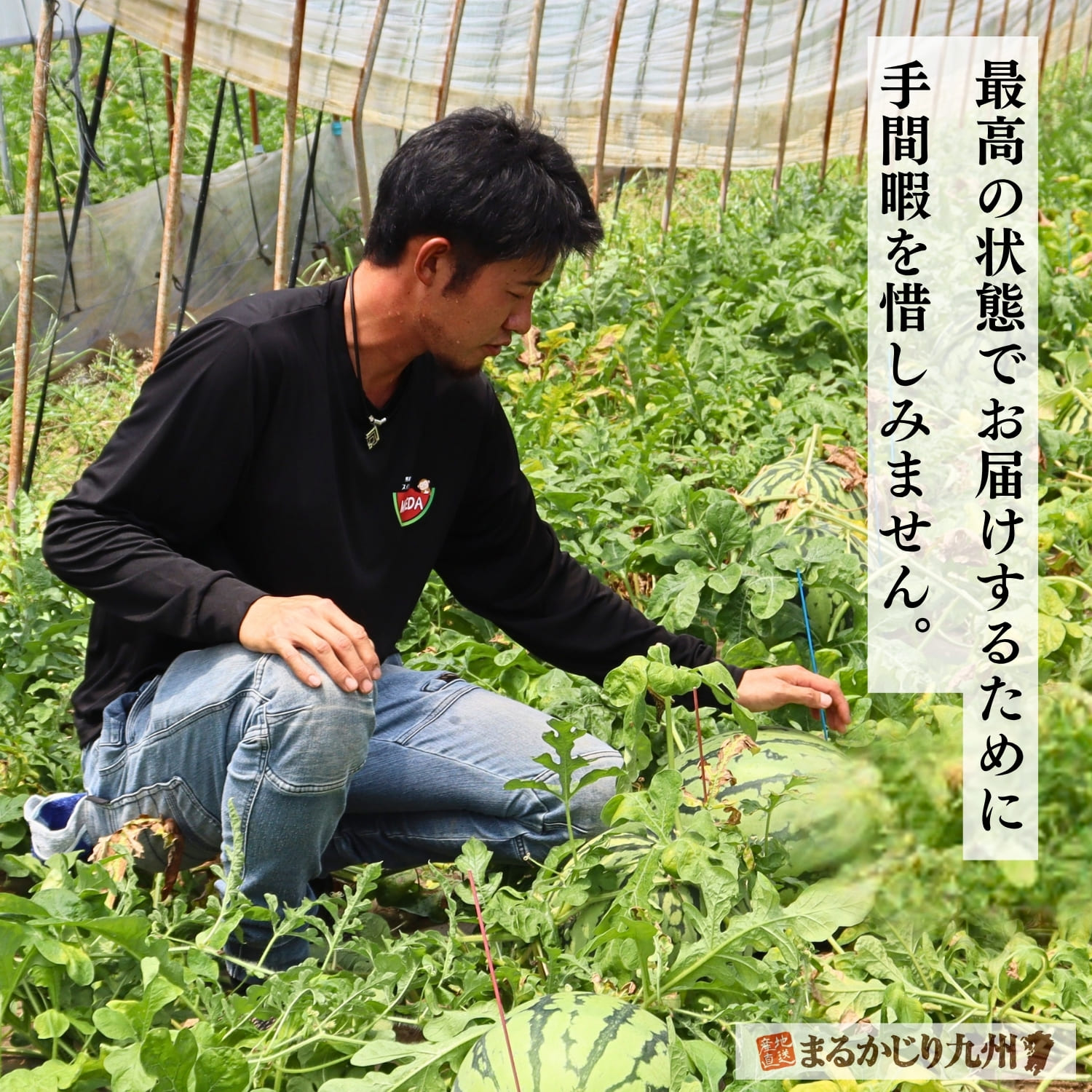 大玉秋スイカ「羅皇（らおう）」を育てる契約農家の前田さん