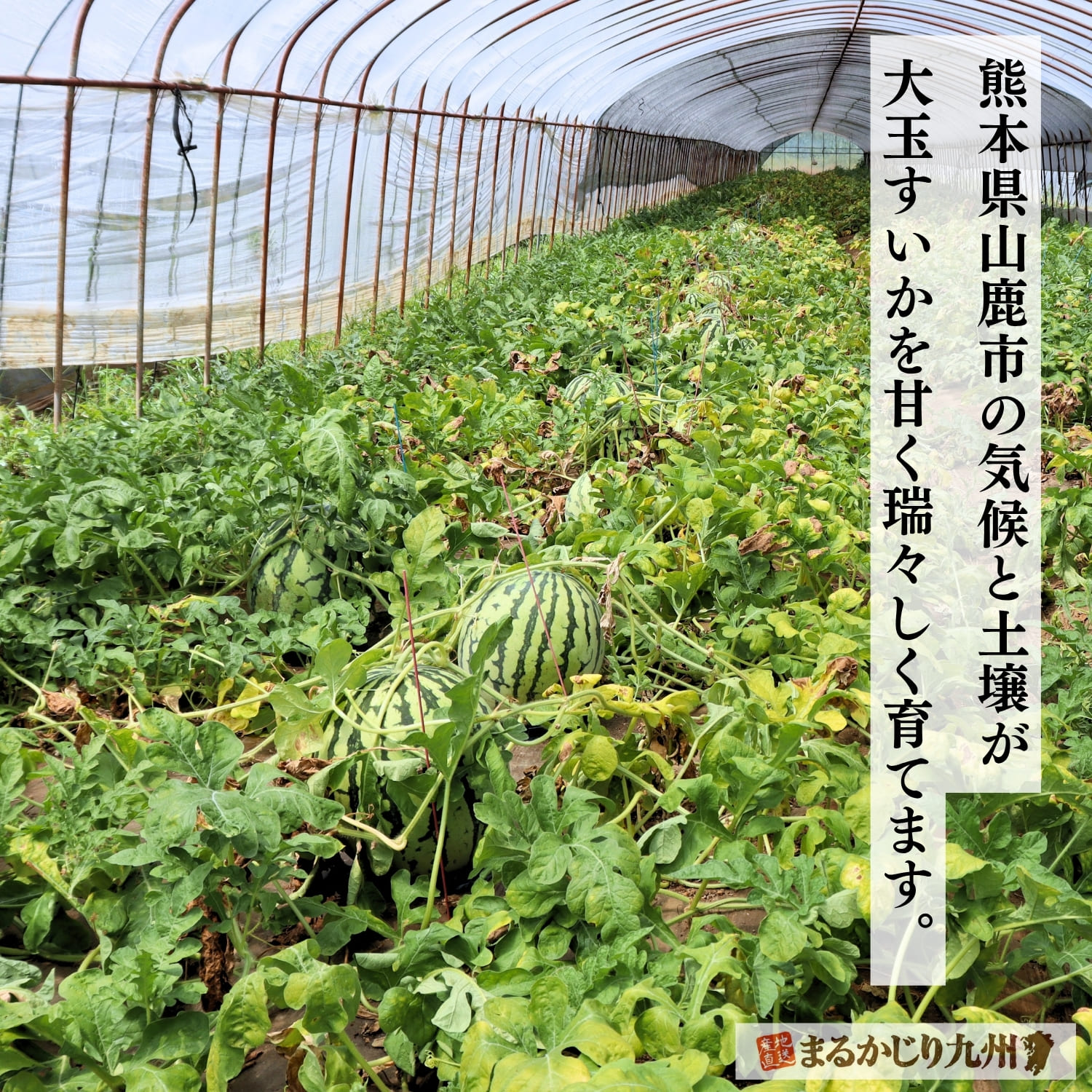 熊本県山鹿市の畑で栽培される大玉スイカ「羅王（らおう）」