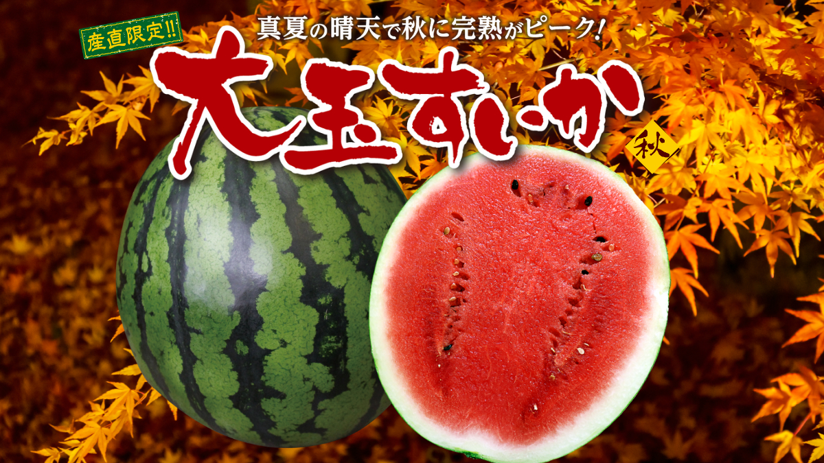 熊本名産 大玉すいか(秋)