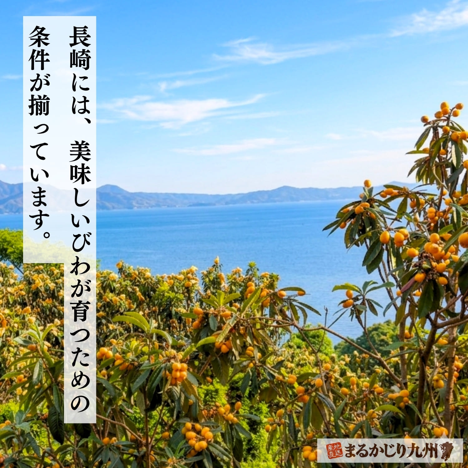 美味しいびわが育つために必要な条件が長崎には揃っています