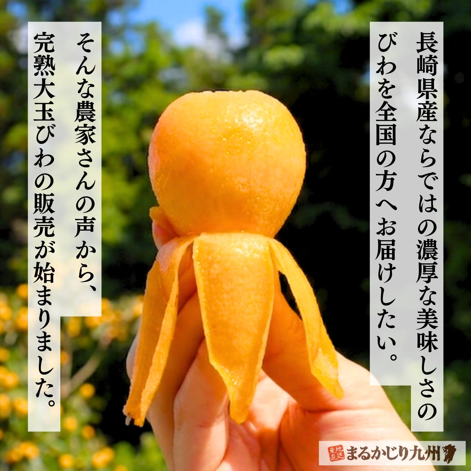 初夏しか食べられないフルーツ・びわ