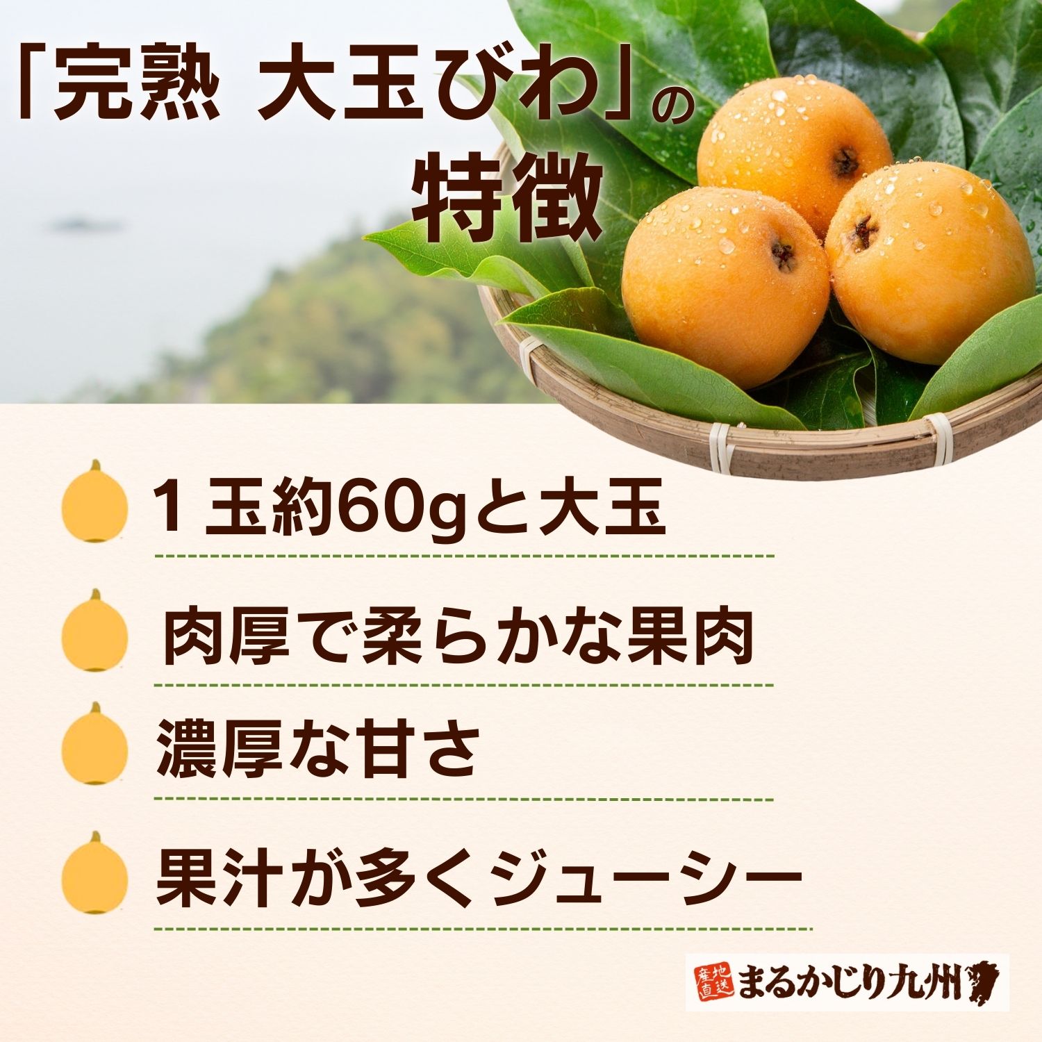 完熟大玉びわの特徴は大玉で肉厚な果肉と多汁な果汁量