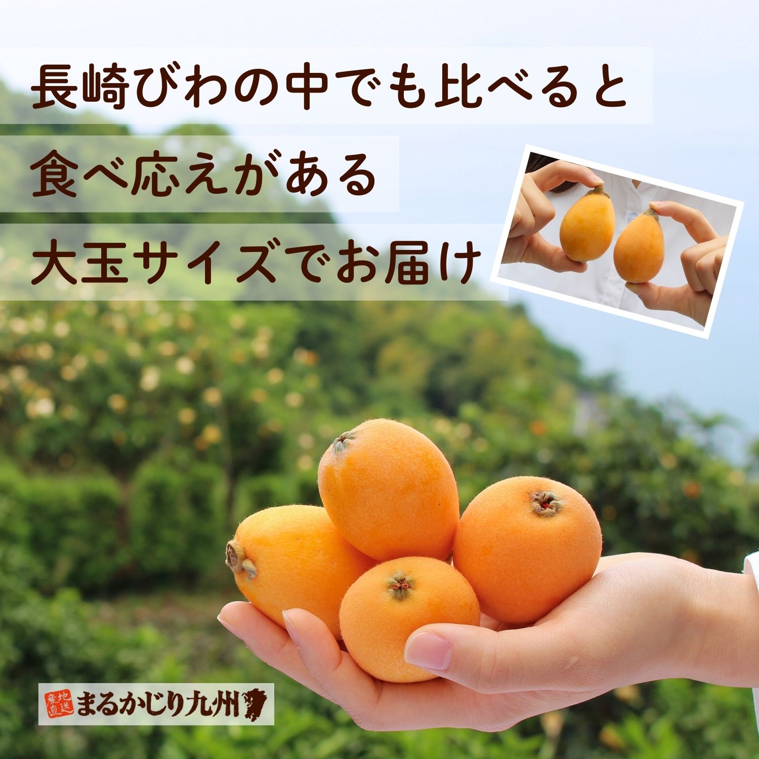 食べ応えのある大玉サイズをお届け