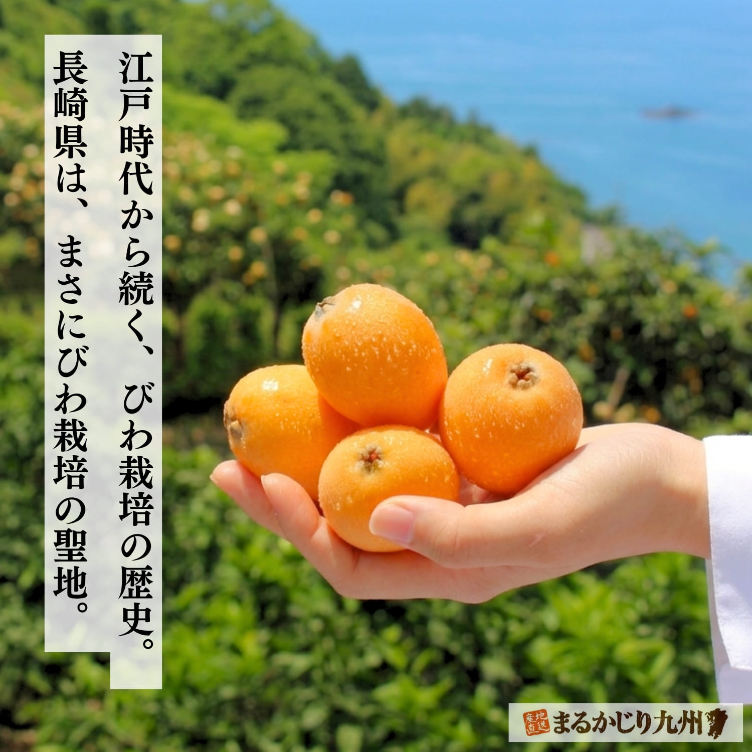 江戸時代からびわは長崎で栽培されてきました