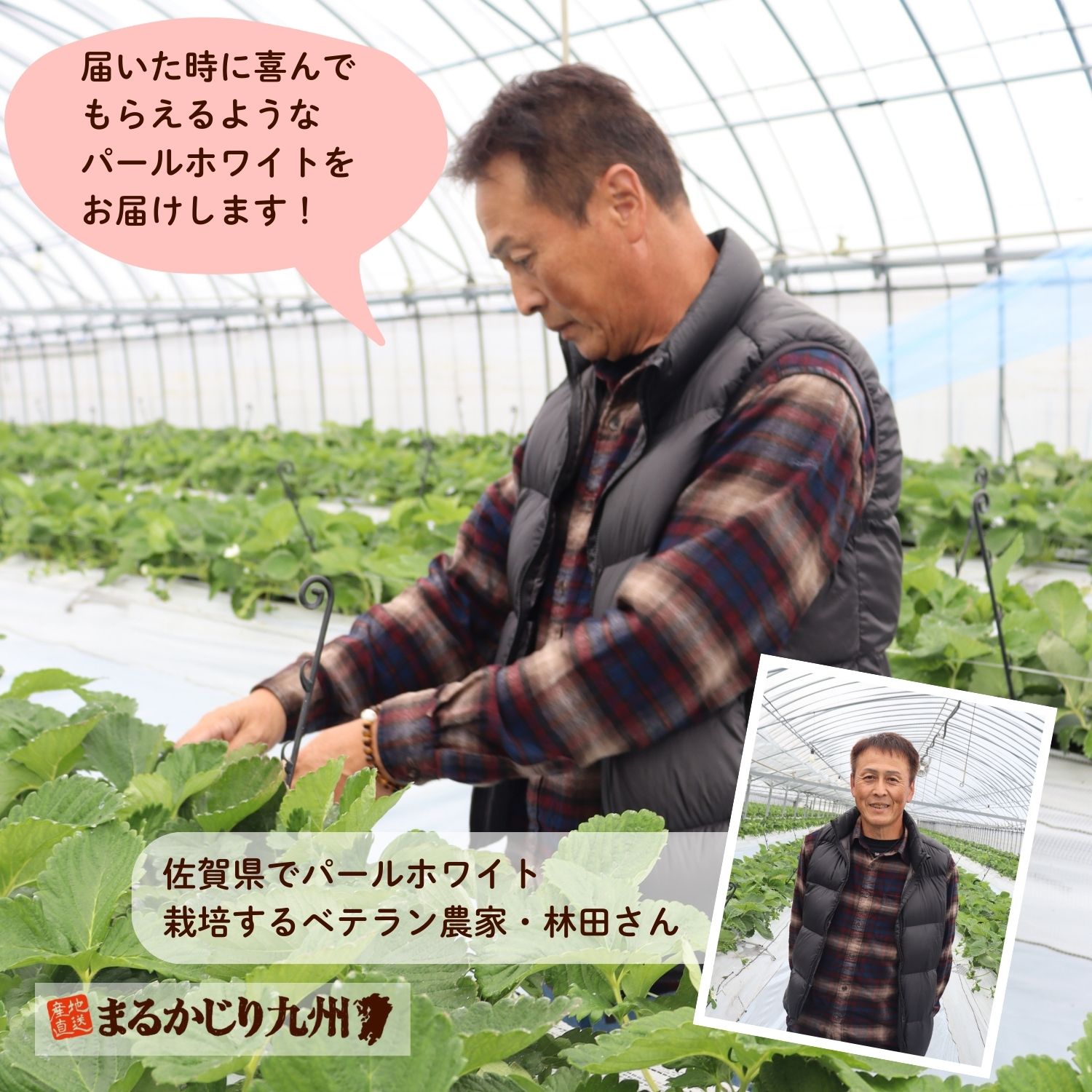 こだわりを持ってパールホワイトを栽培するベテラン農家林田さん