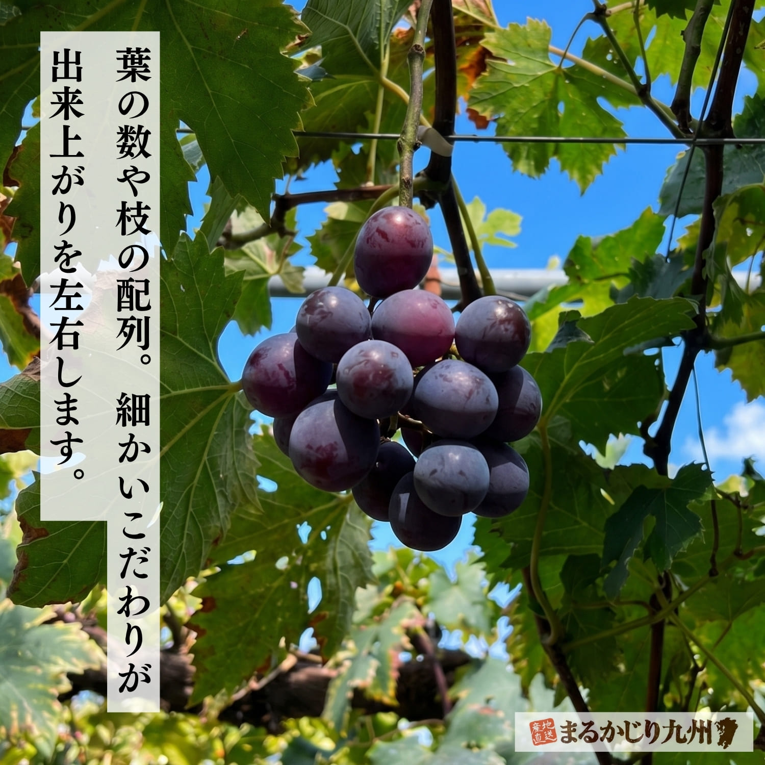 ピオーネの健康状態を常にチェック