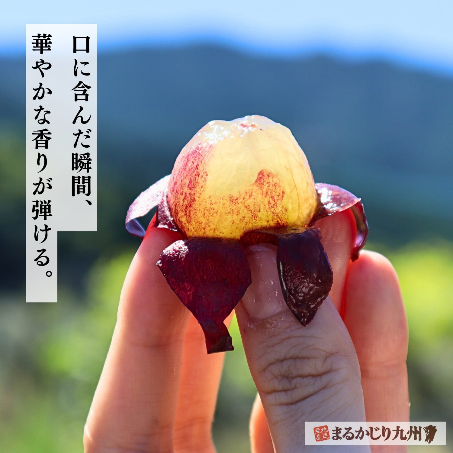 一粒が大きく食べ応えのあるピオーネのアップ画像