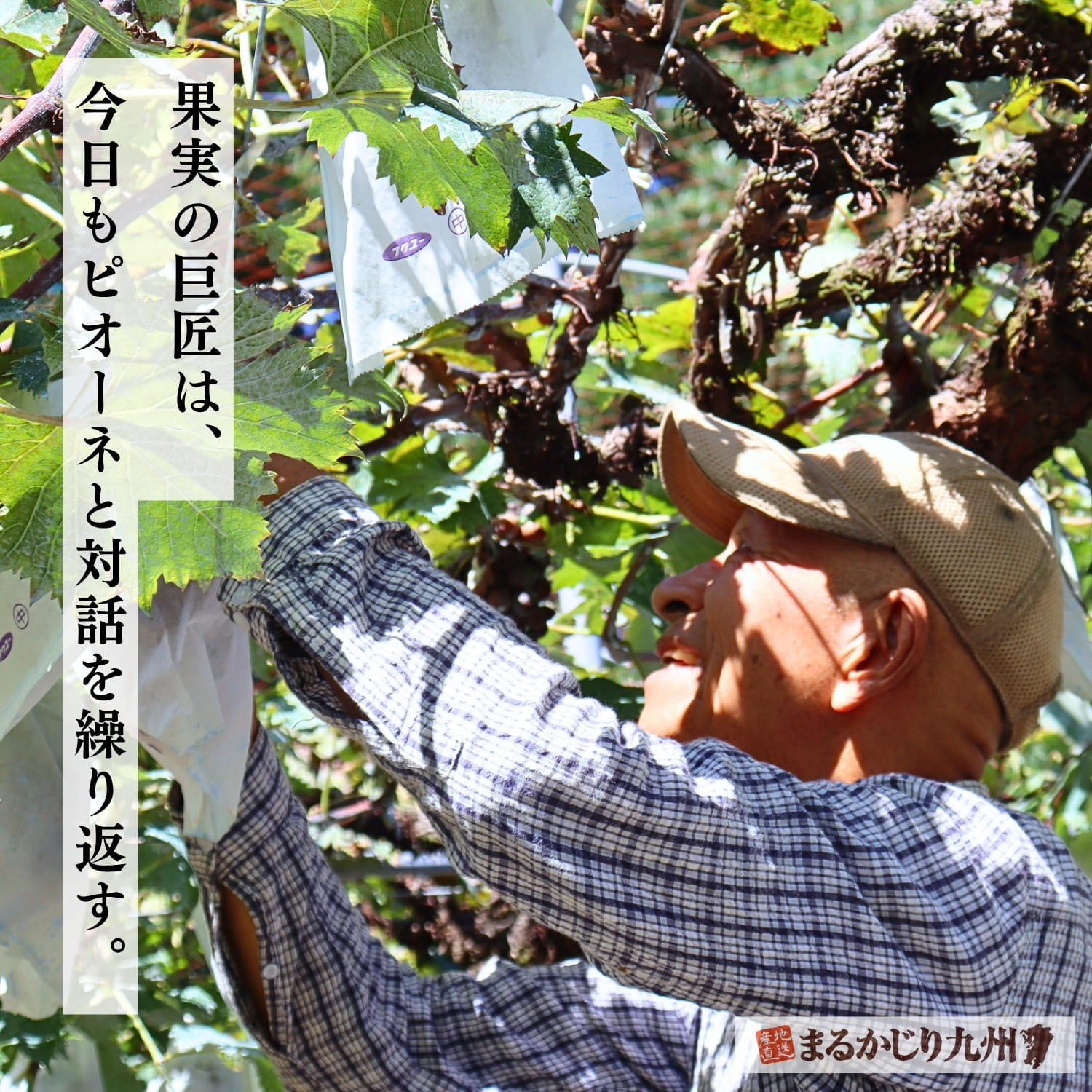 福岡県田主丸のぶどう栽培名人・行徳哲夫さん