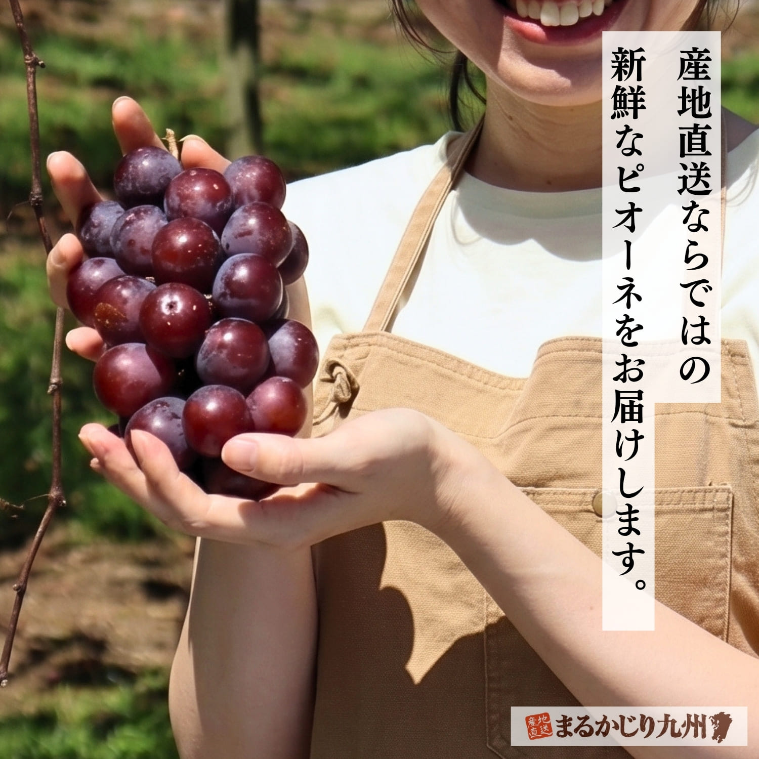 ぶどう畑と収穫したピオーネ