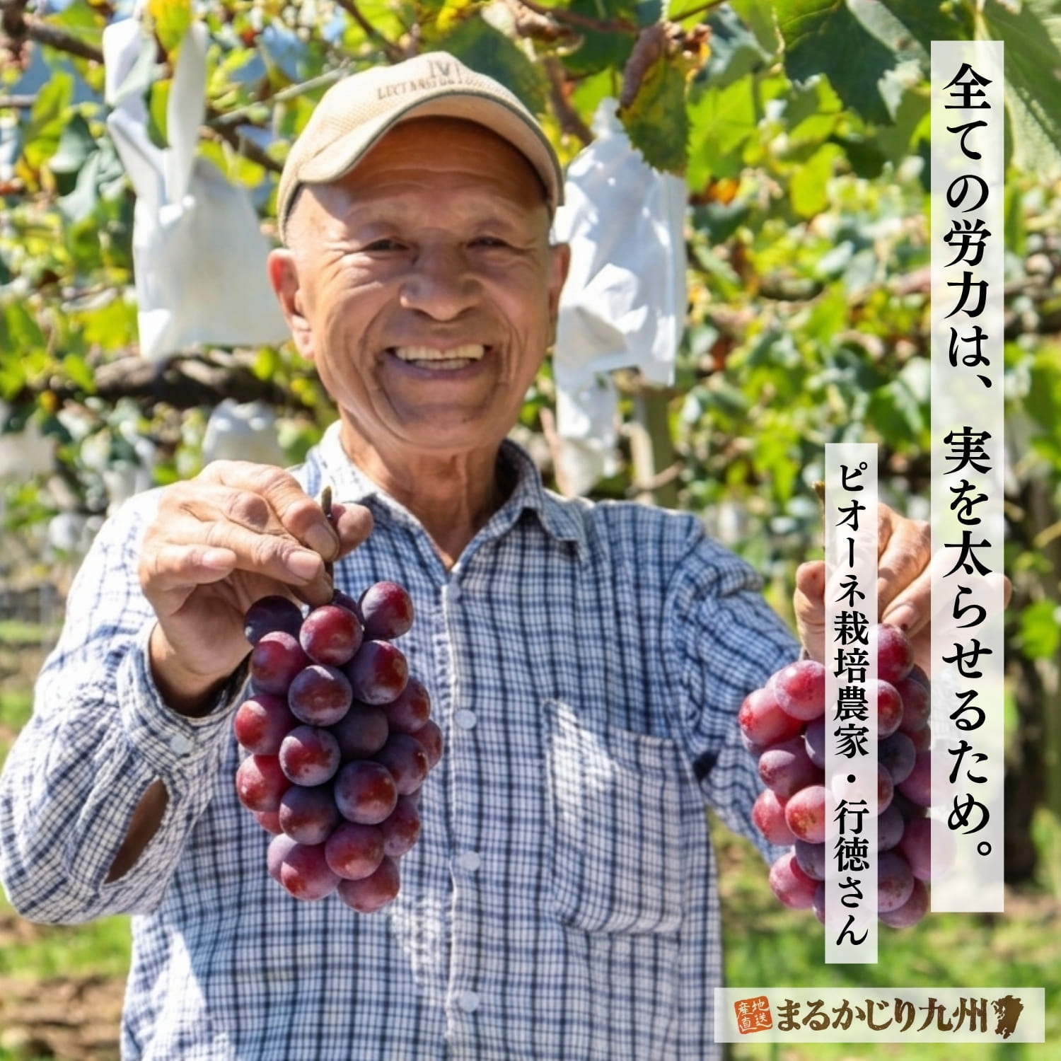 ずっしりと重みのある、大粒に育った完熟ピオーネ