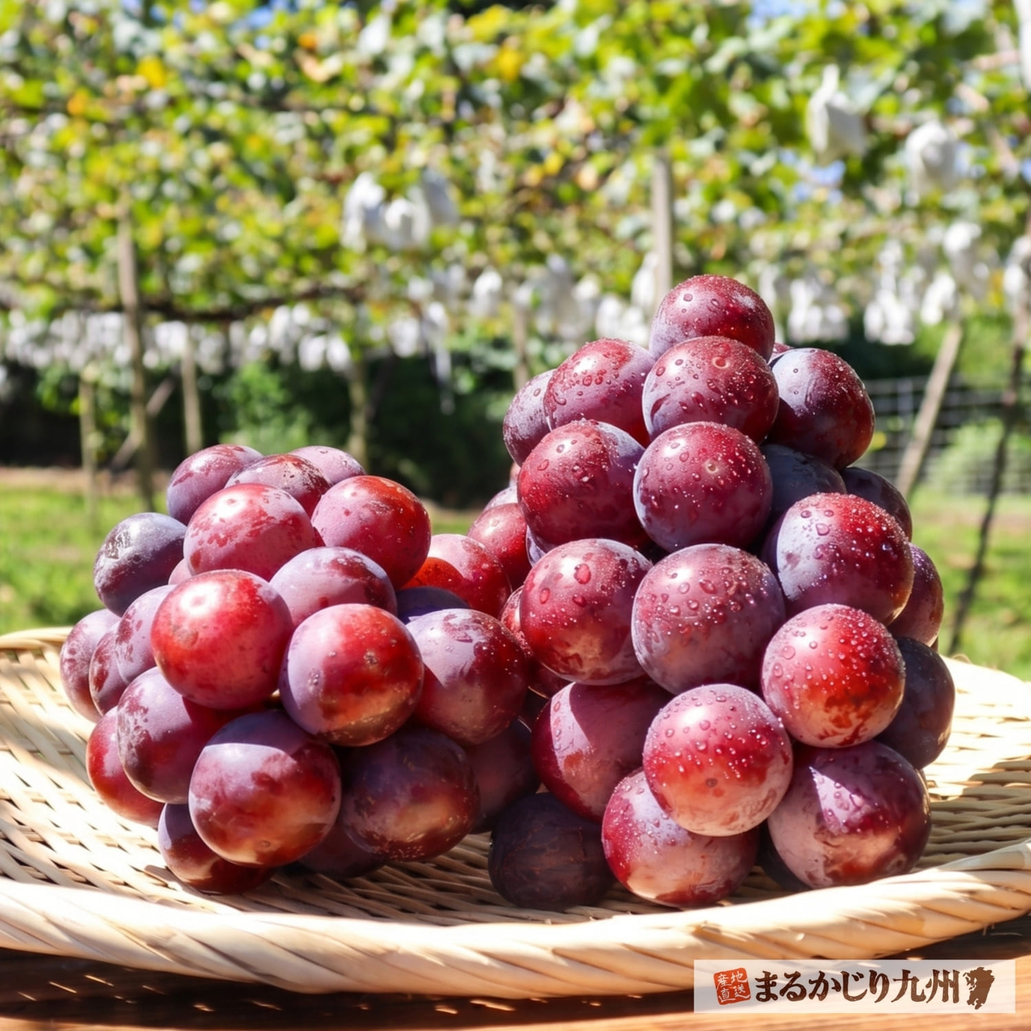 朝採り鮮度抜群！福岡県産の完熟ピオーネを産地直送でお届け