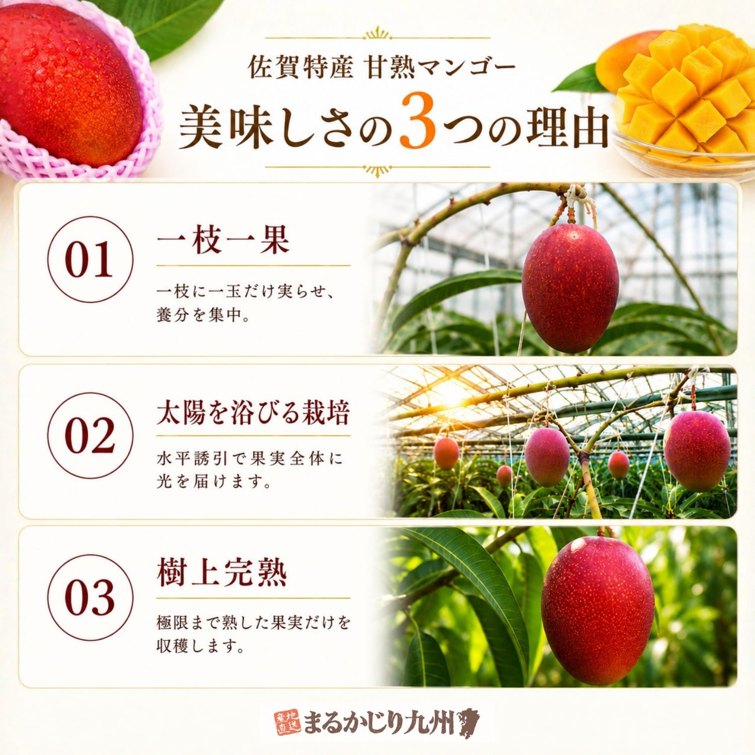 佐賀特産 甘熟マンゴーが美味しい3つの理由。一枝一果、水平誘引栽培、樹上完熟