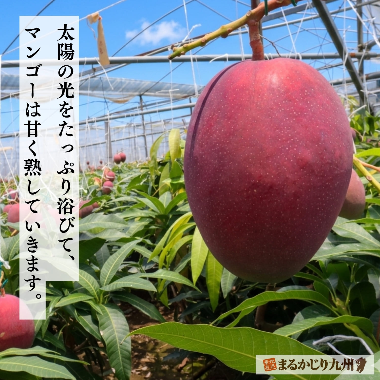 太陽の光をたっぷり浴びながら育つ佐賀県産マンゴー