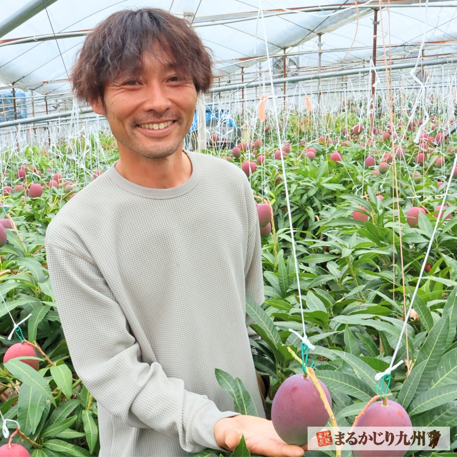 佐賀県鹿島市で甘熟マンゴーを育てる松本秀治さん