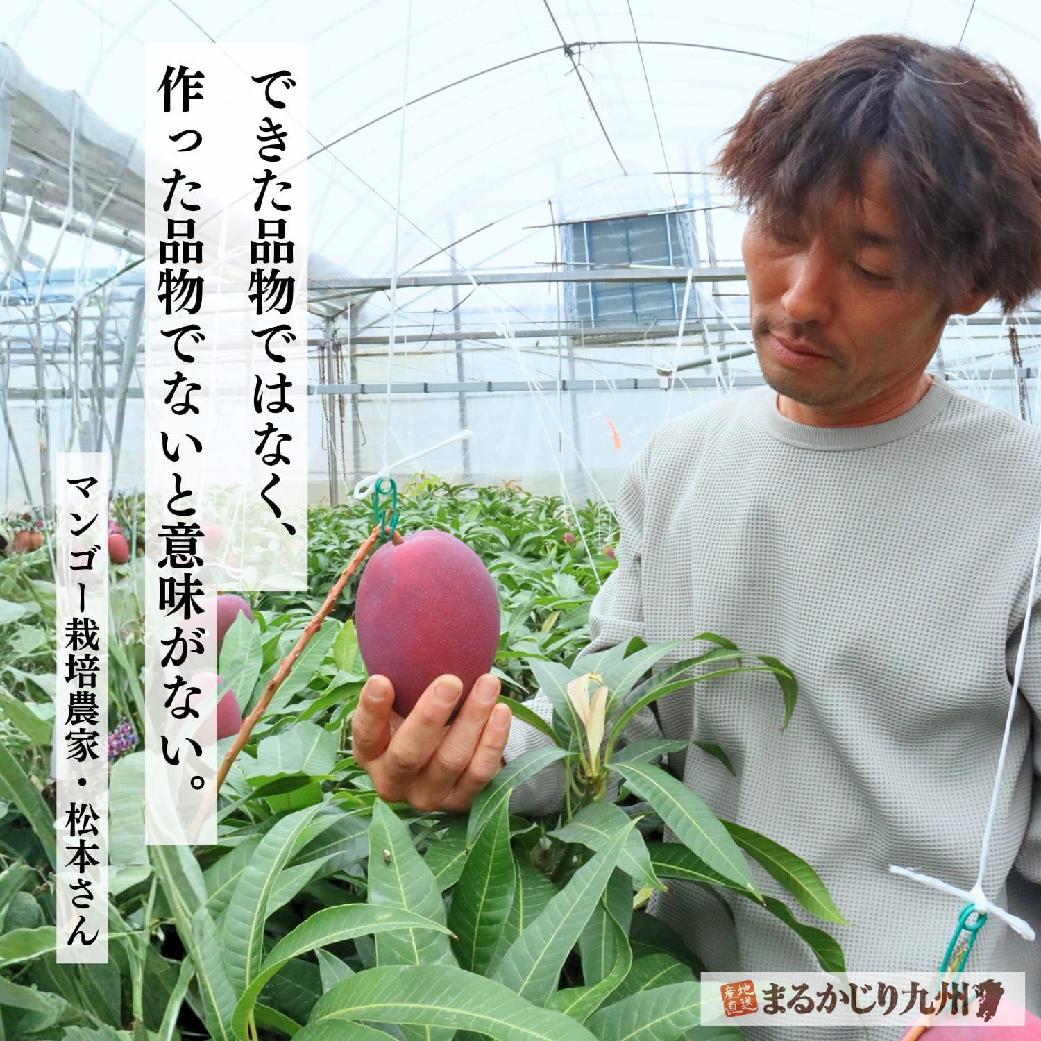 佐賀県鹿島市で佐賀特産 甘熟マンゴーを育てる松本秀治さん