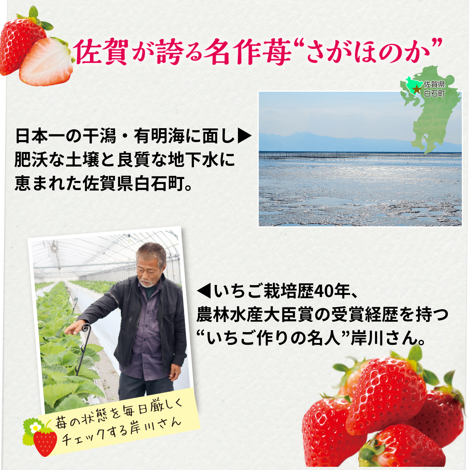 「さがほのか」が栽培されるのは、日本一の干潟・有明海に面する佐賀県白石町。