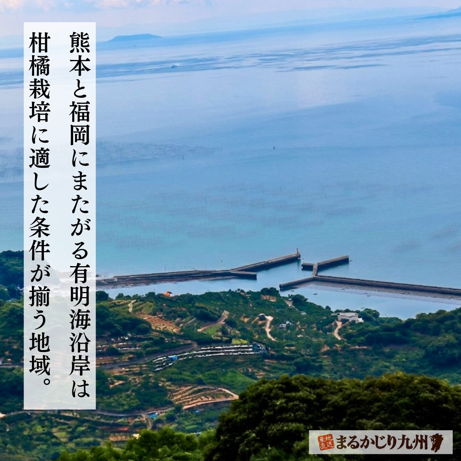 有明海沿岸に広がるみかん畑