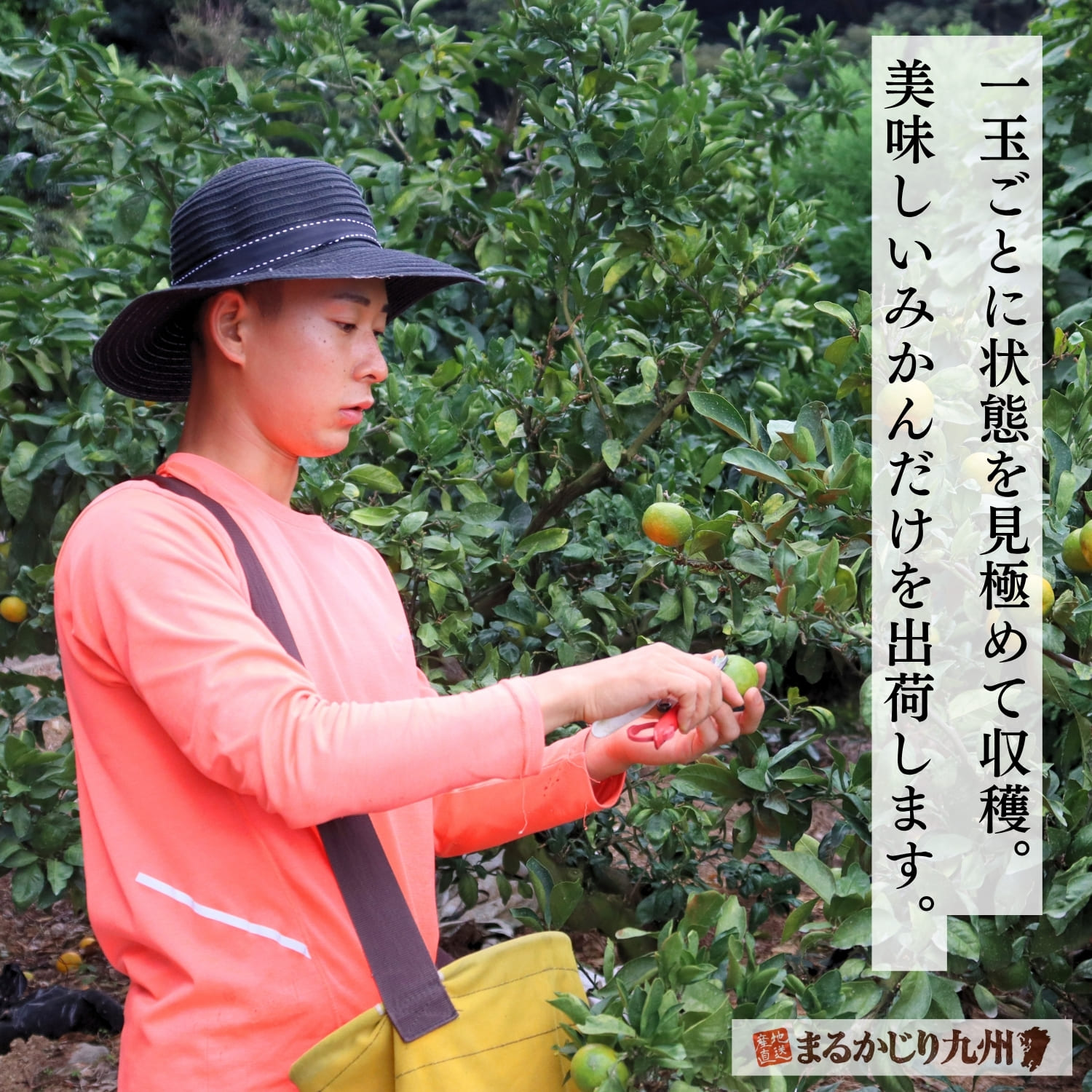 極早生みかん】福岡・熊本よりシーズン一番手のみかんを産地直送「青春