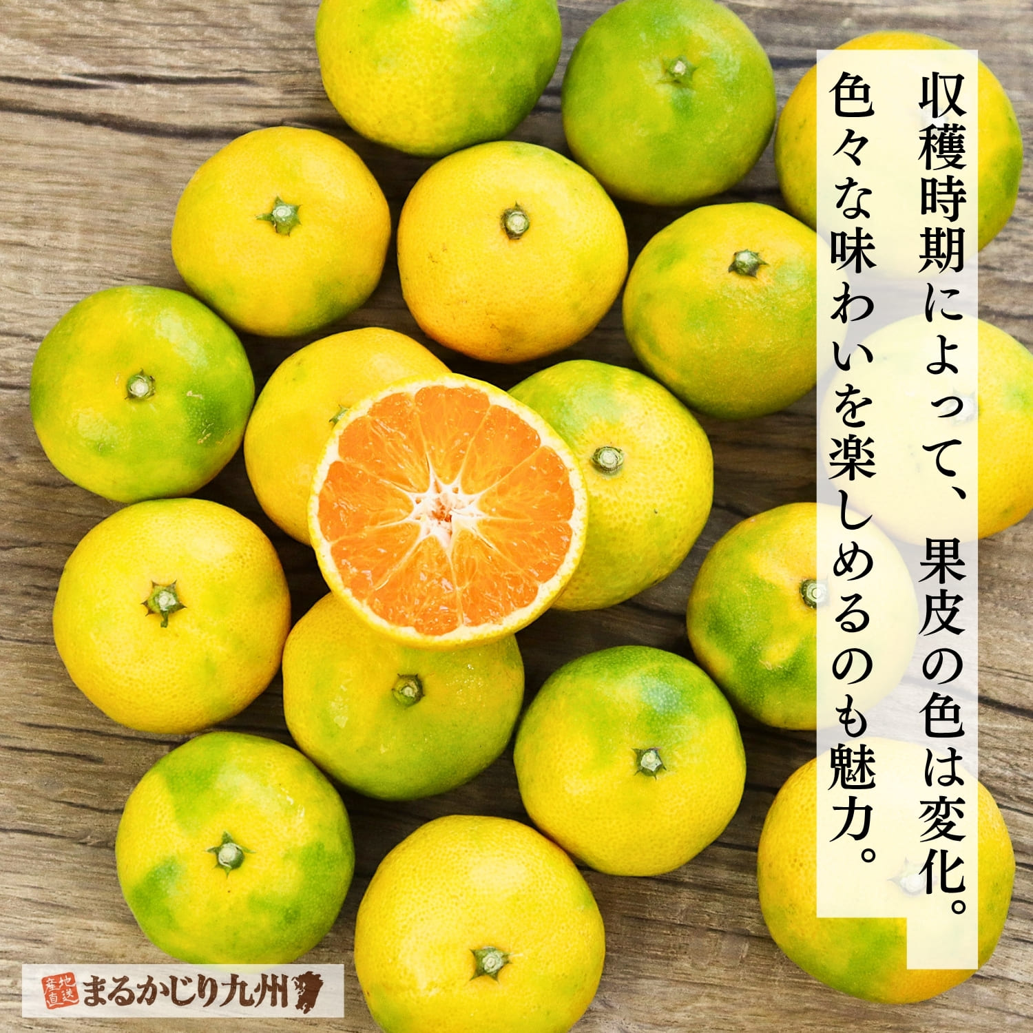極早生みかん】福岡・熊本よりシーズン一番手のみかんを産地直送「青春