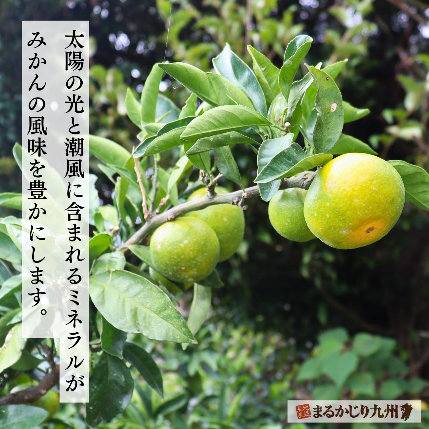 太陽の光を浴びるみかん畑