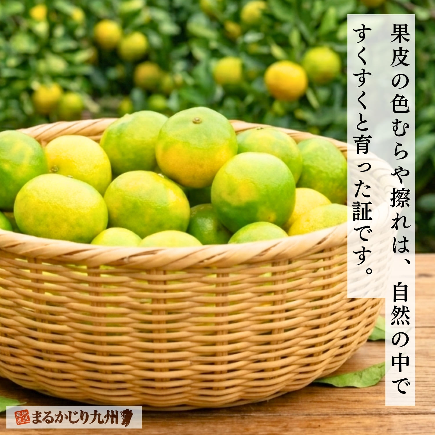 極早生みかん】福岡・熊本よりシーズン一番手のみかんを産地直送「青春