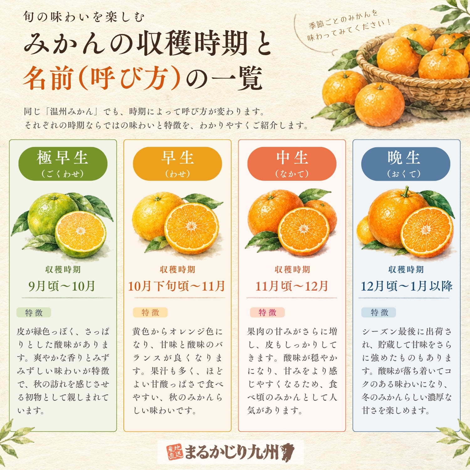 温州みかんの収穫時期と呼び方の一覧。9月頃から10月の極早生、10月下旬頃から11月の早生、11月頃から12月の中生、12月頃から1月以降の晩生を紹介