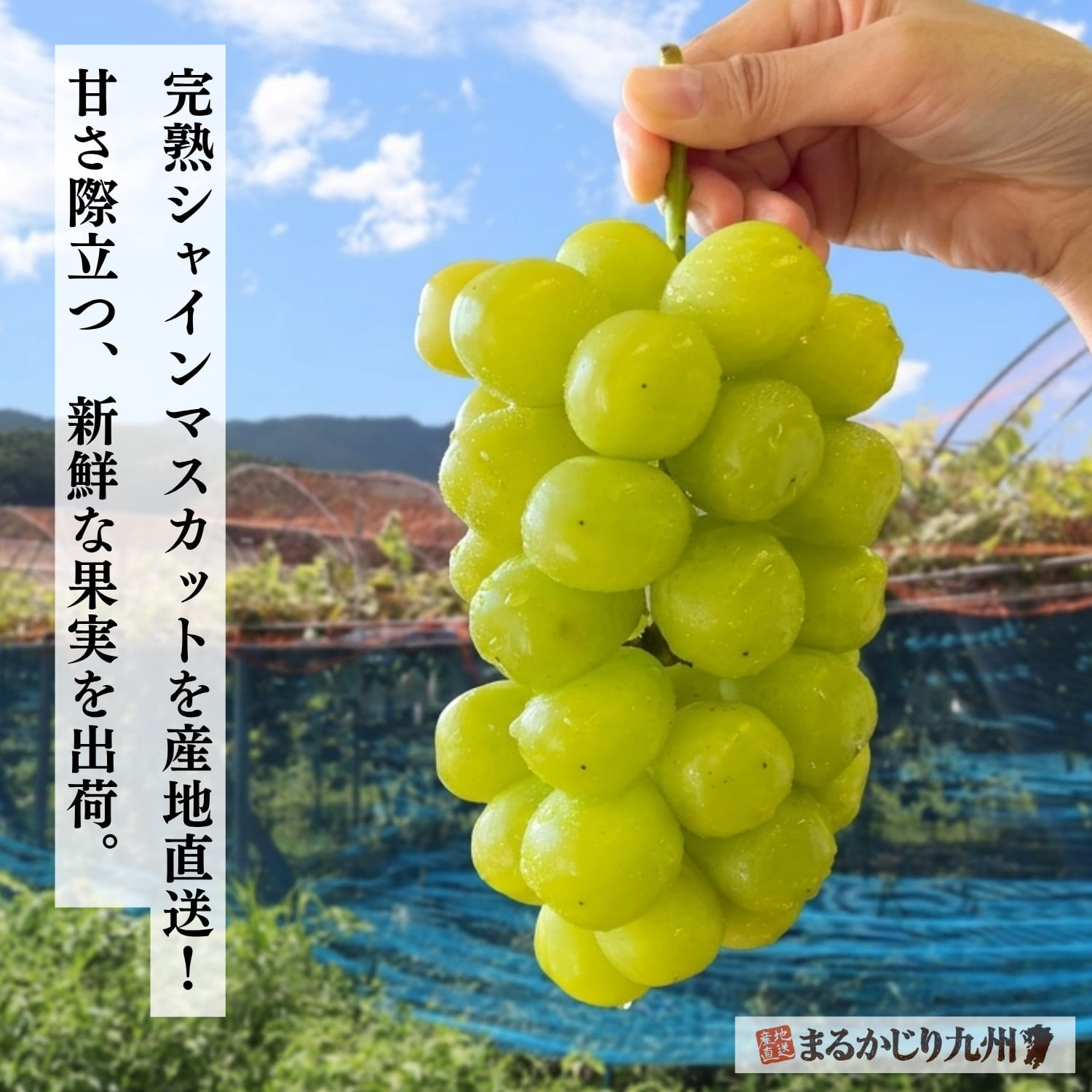 福岡県産の完熟シャインマスカット