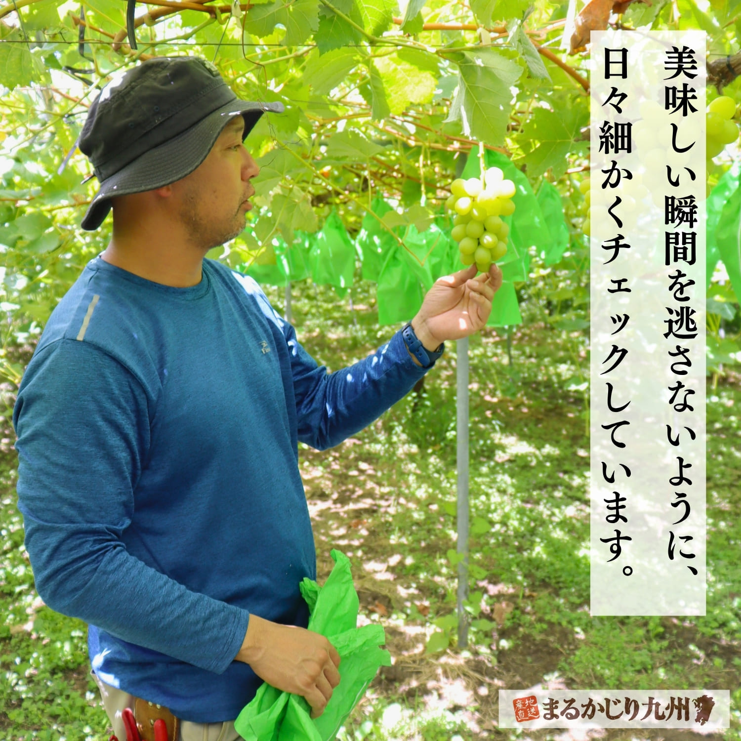 熟成度合をチェックする福岡県内のシャインマスカット生産者