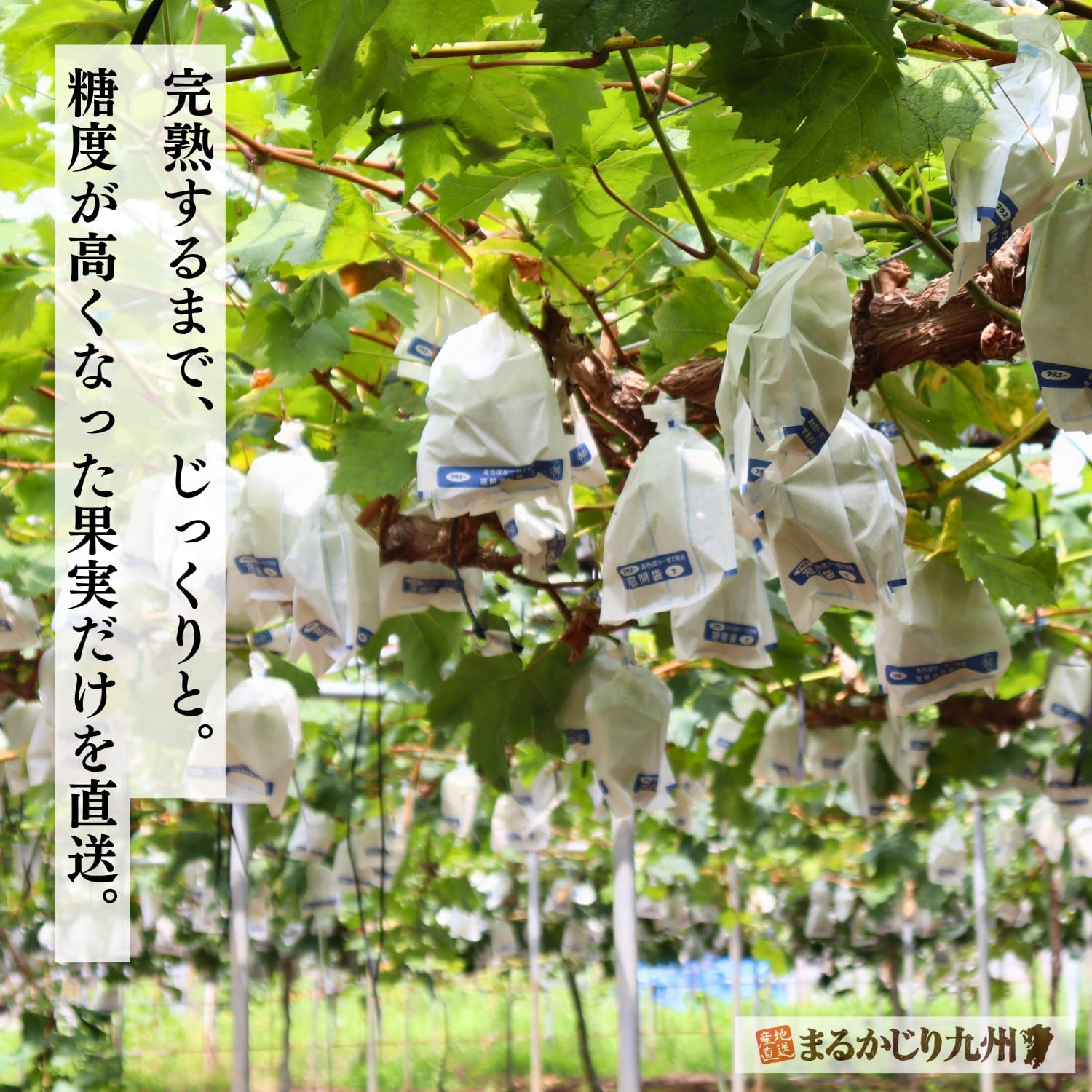 九州のぶどう畑で袋を被せられ、熟成を待つシャインマスカット