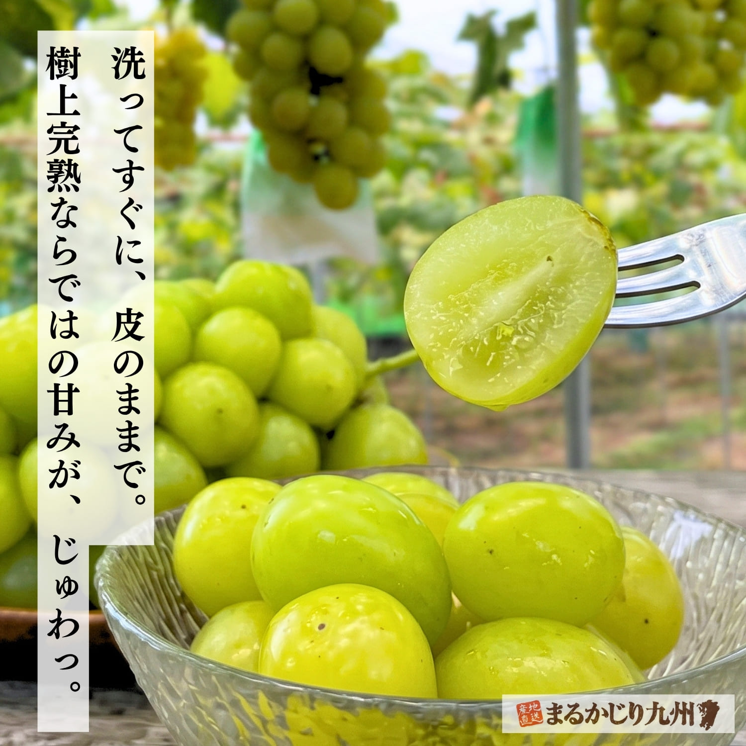 瑞々しく輝くシャインマスカットの至近距離カット