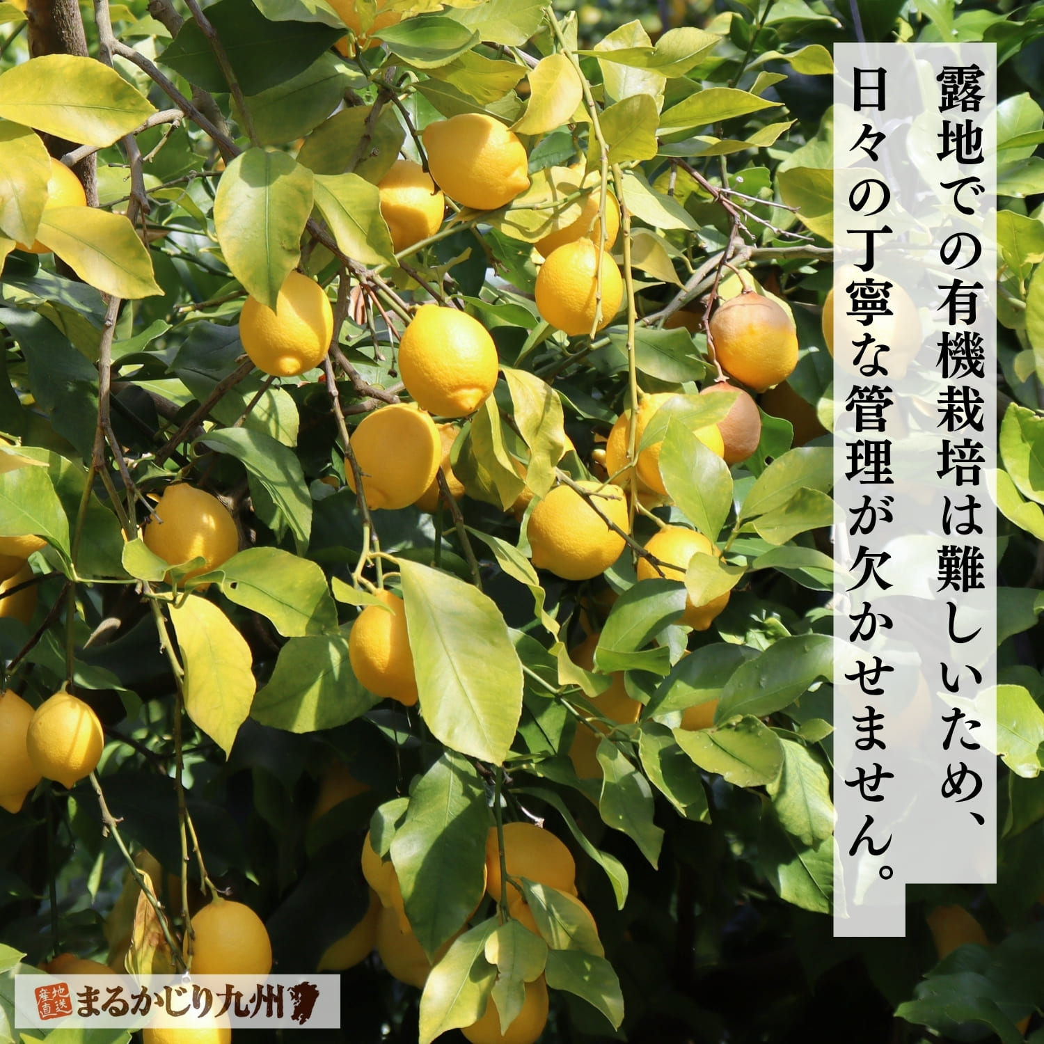 有機栽培で育つ潮風レモンの果樹