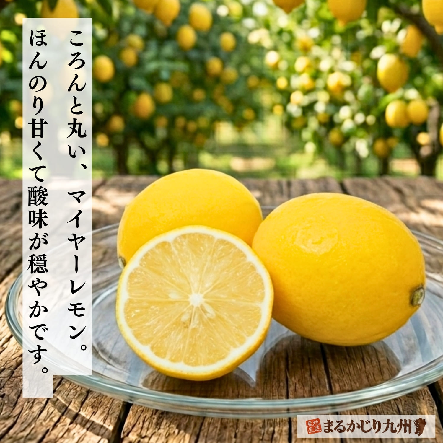 国産有機レモン】佐賀県よりオーガニックレモンを産直通販でお届け