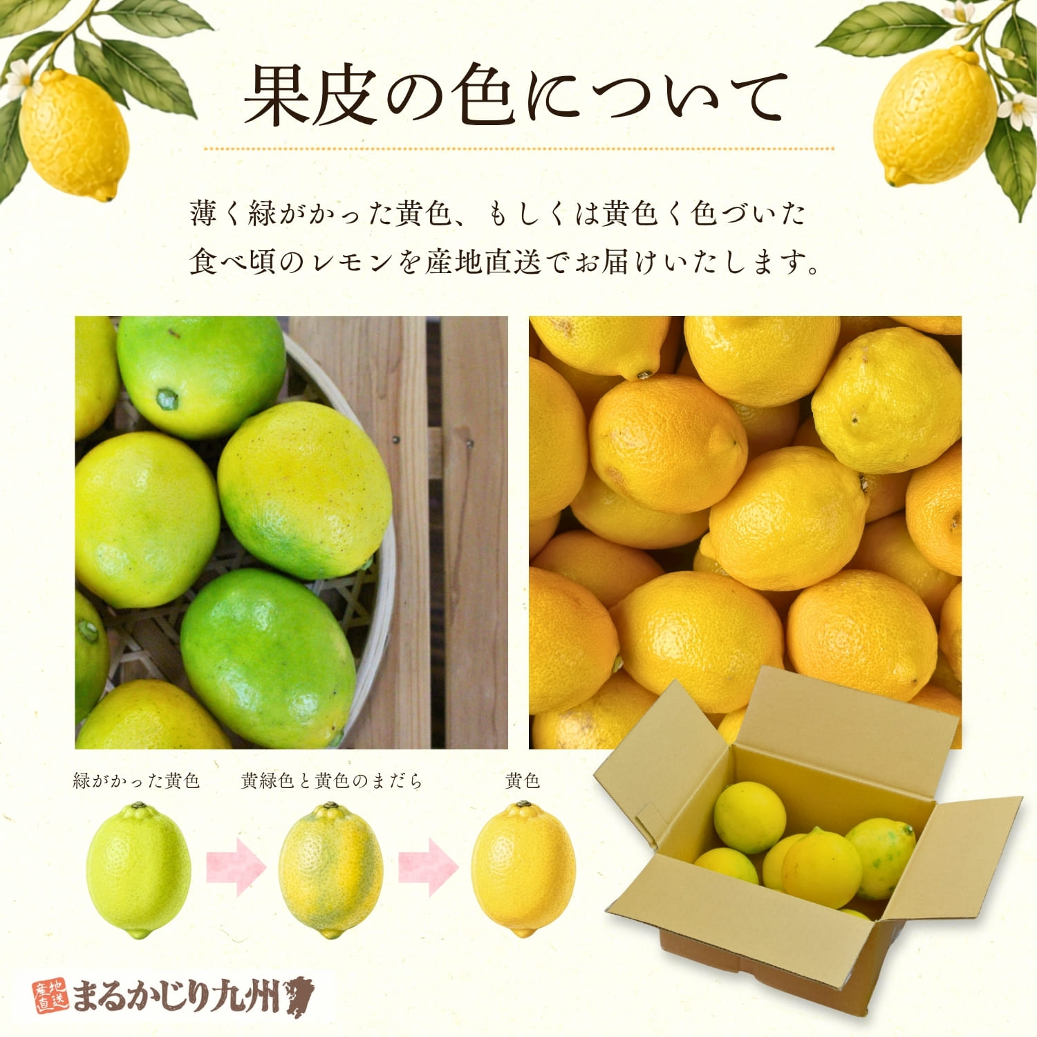 国産有機レモンの色味や果皮の傷など品質について