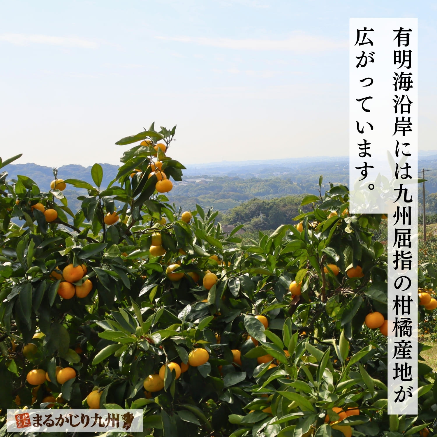 有明海を望む丘陵地のみかん畑