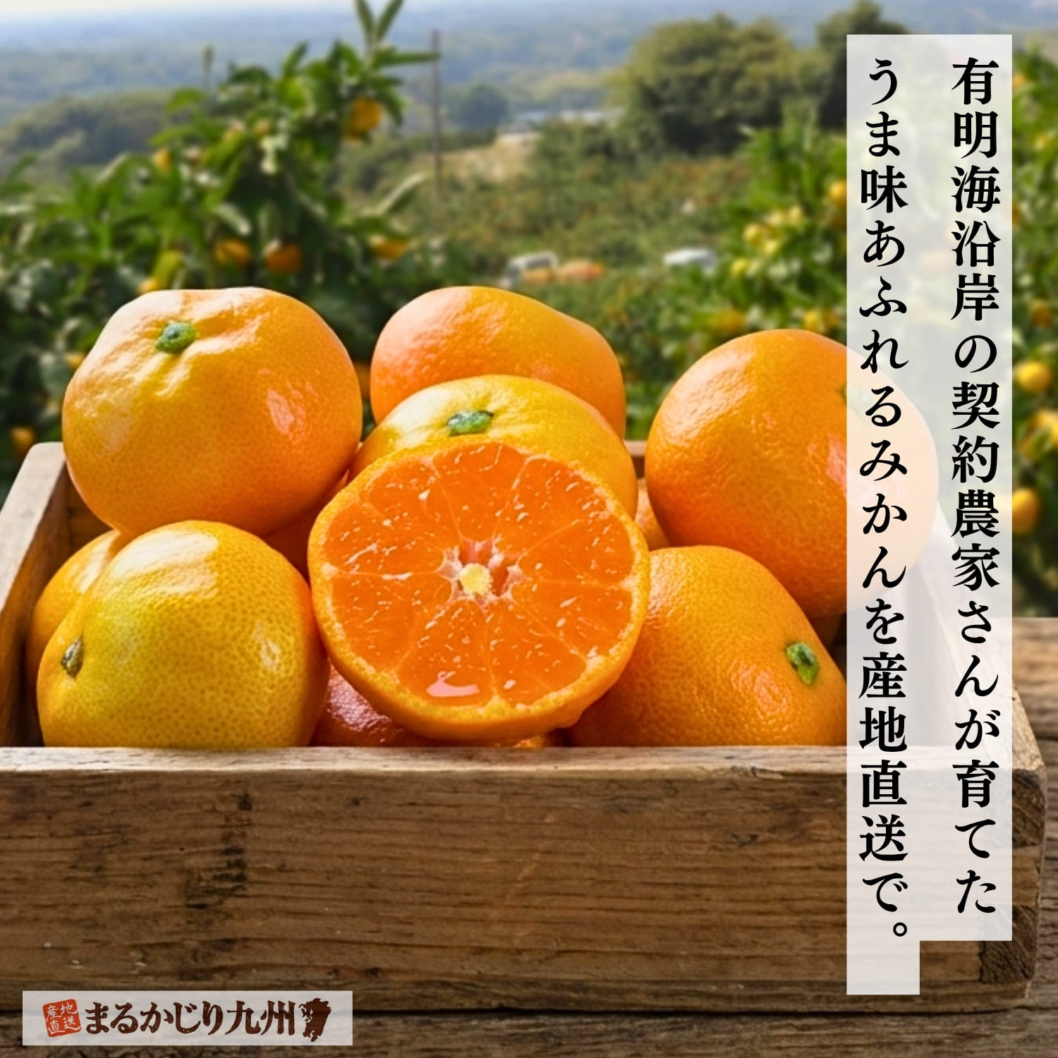 契約農家から産地直送される温州みかん