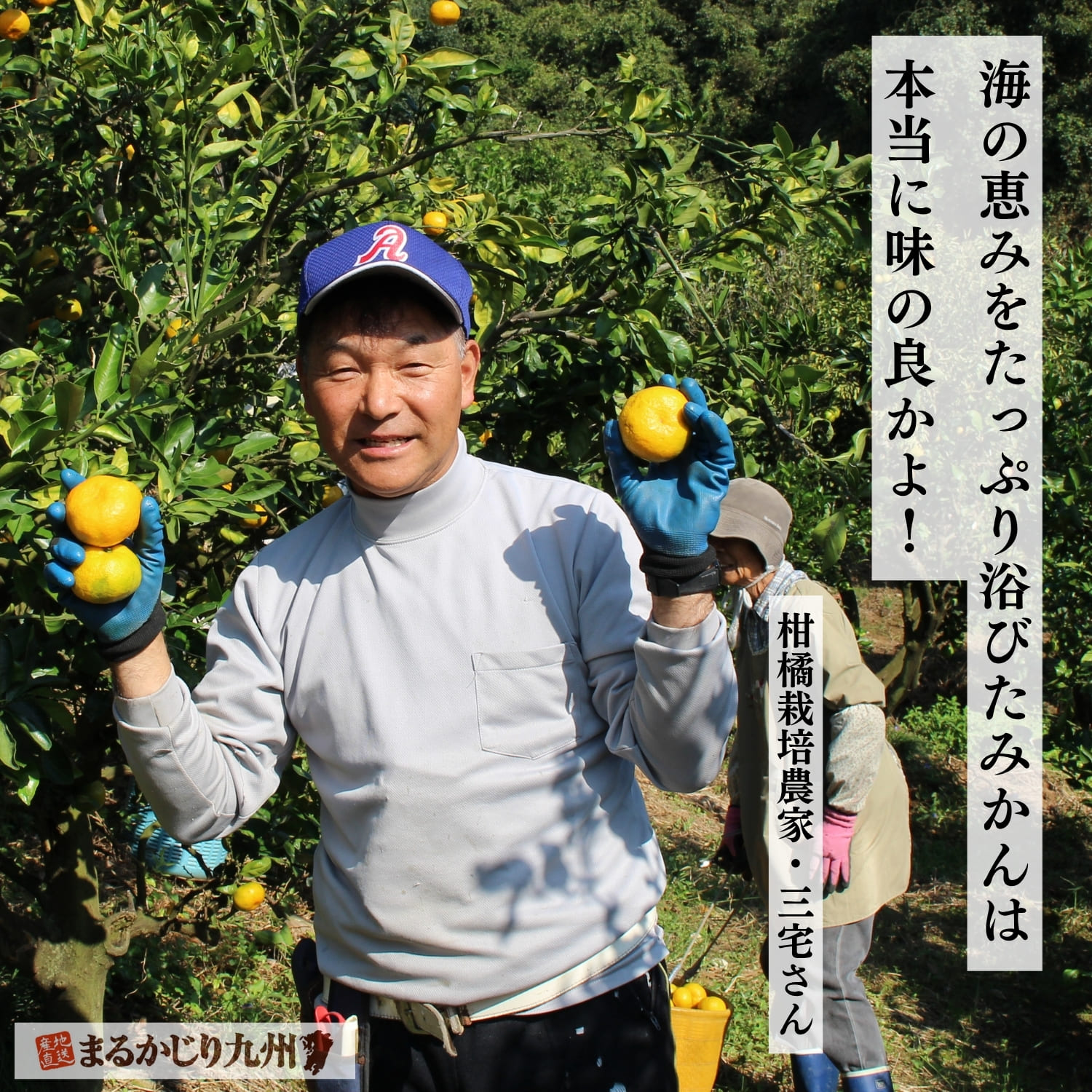 温州みかんを栽培する契約農家の三宅成輝さん
