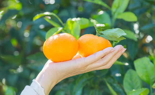 ミカンに含まれる主な栄養素・ビタミンｃは、コラーゲンを生成するために欠かせない存在。免疫力を高める効果もあります。