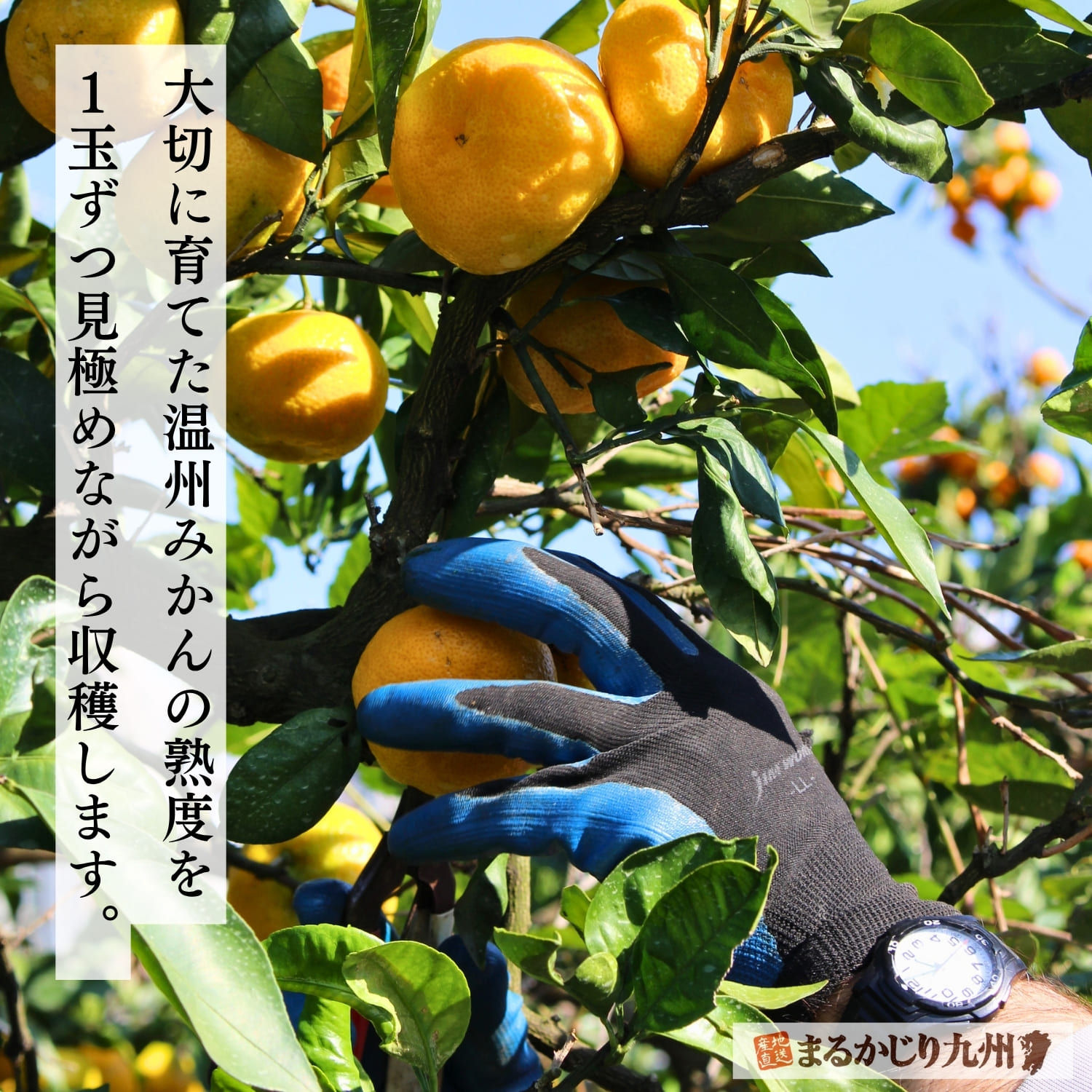 収穫期を迎え木にたわわに実る九州産温州みかん