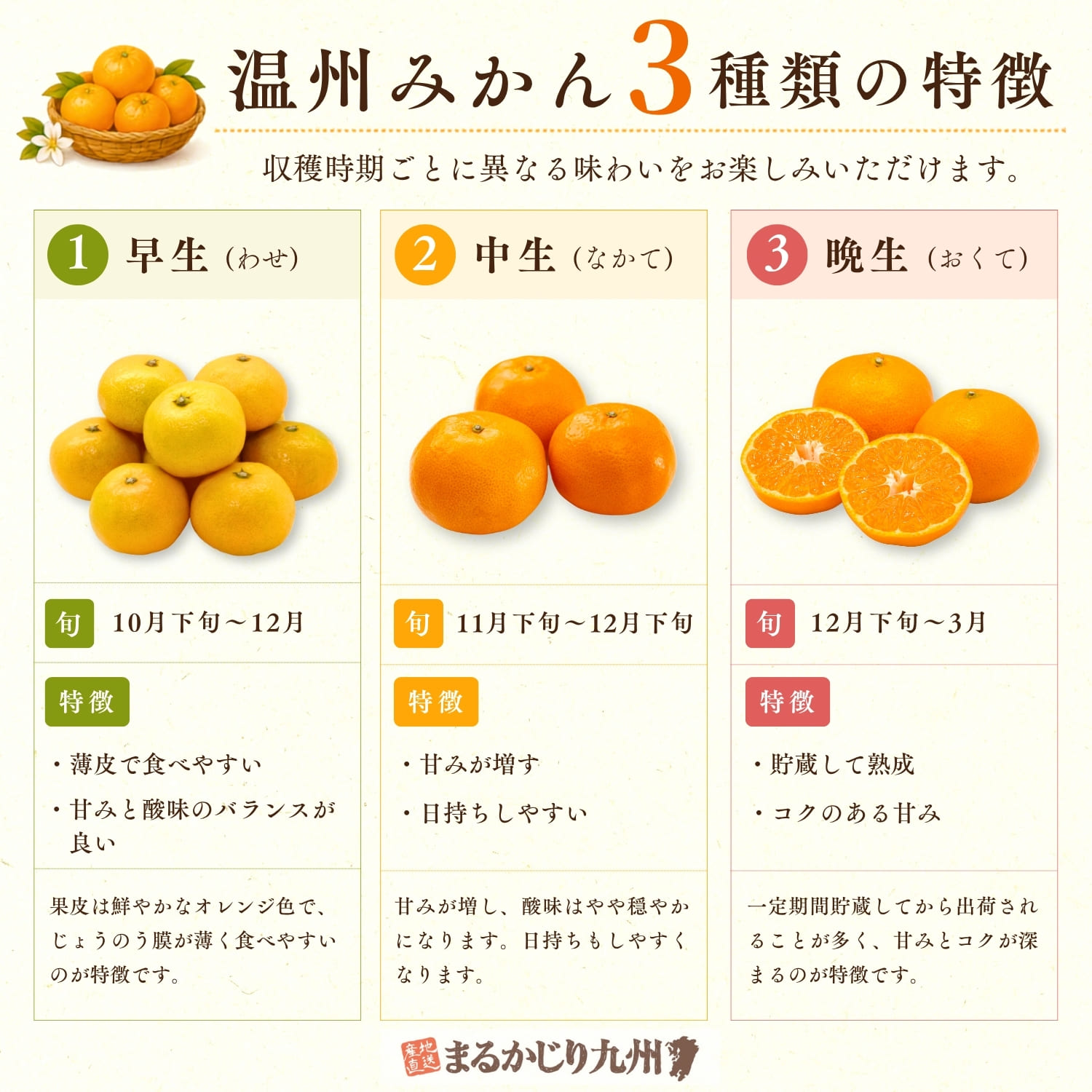 早生・中生・晩生の温州みかんの違いをまとめたインフォグラフィック