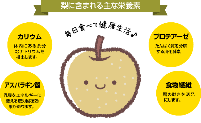 梨は低カロリーで健康にいい栄養をたくさん含んでいます。甘くない梨はすりおろして肉と合わせれば、肉が柔らかくなります。
