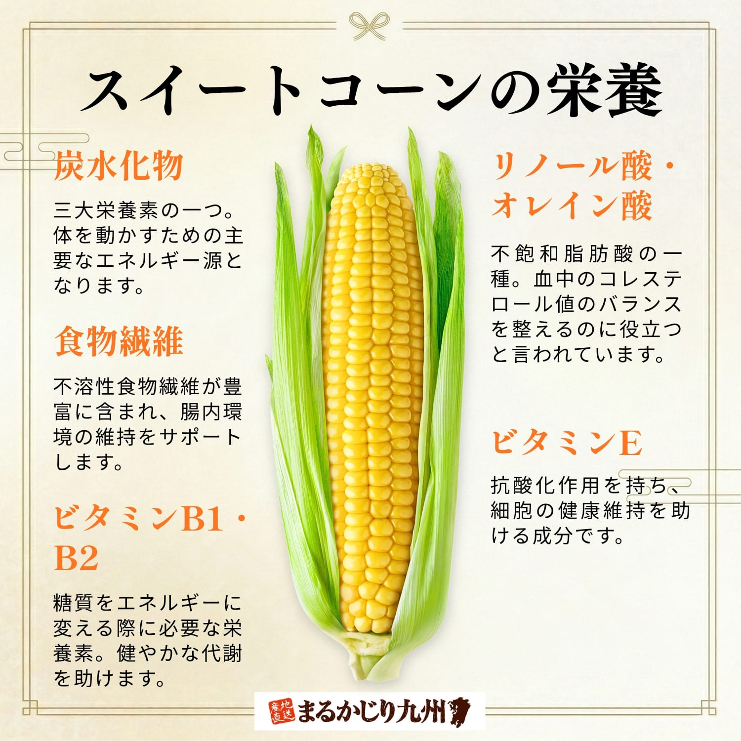 高原スイートコーン】大分県竹田市菅生の卯野農場より、甘い