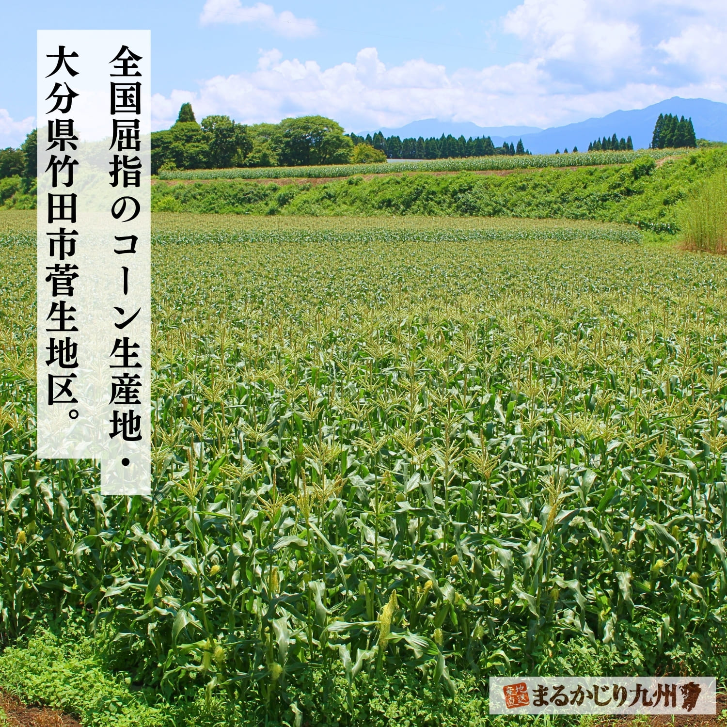 全国指折りのコーン生産地・大分県竹田市菅生地区の広大な農地