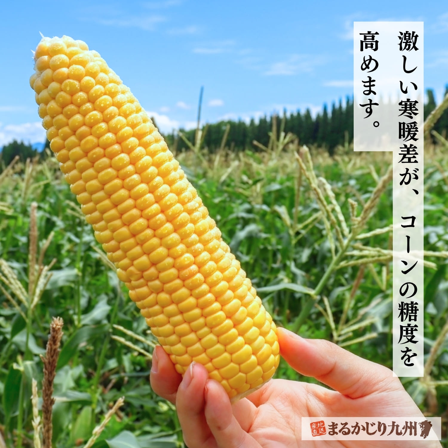 高原の寒暖差によって一粒一粒に甘みが凝縮されたスイートコーン