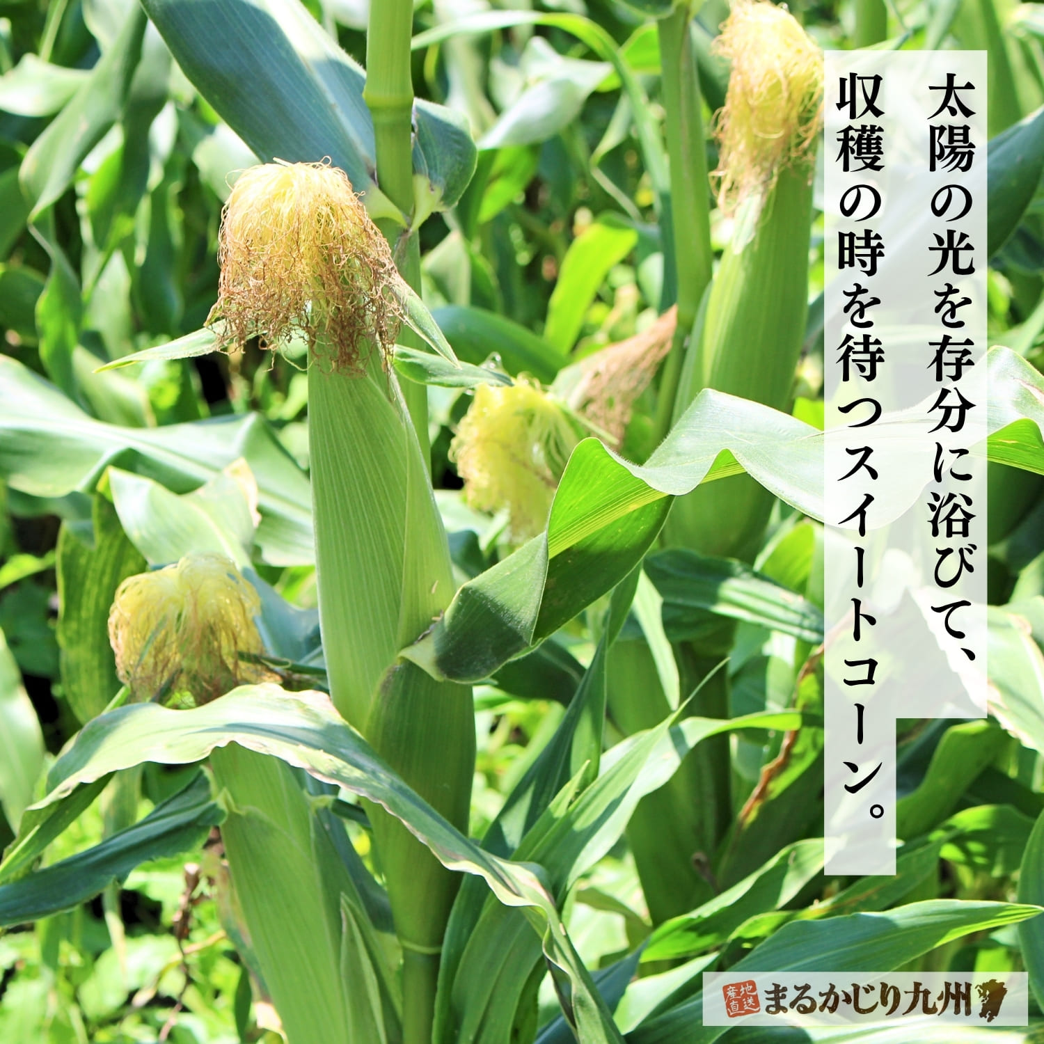 卯野農場の畑で収穫を待つ、実の詰まったスイートコーン
