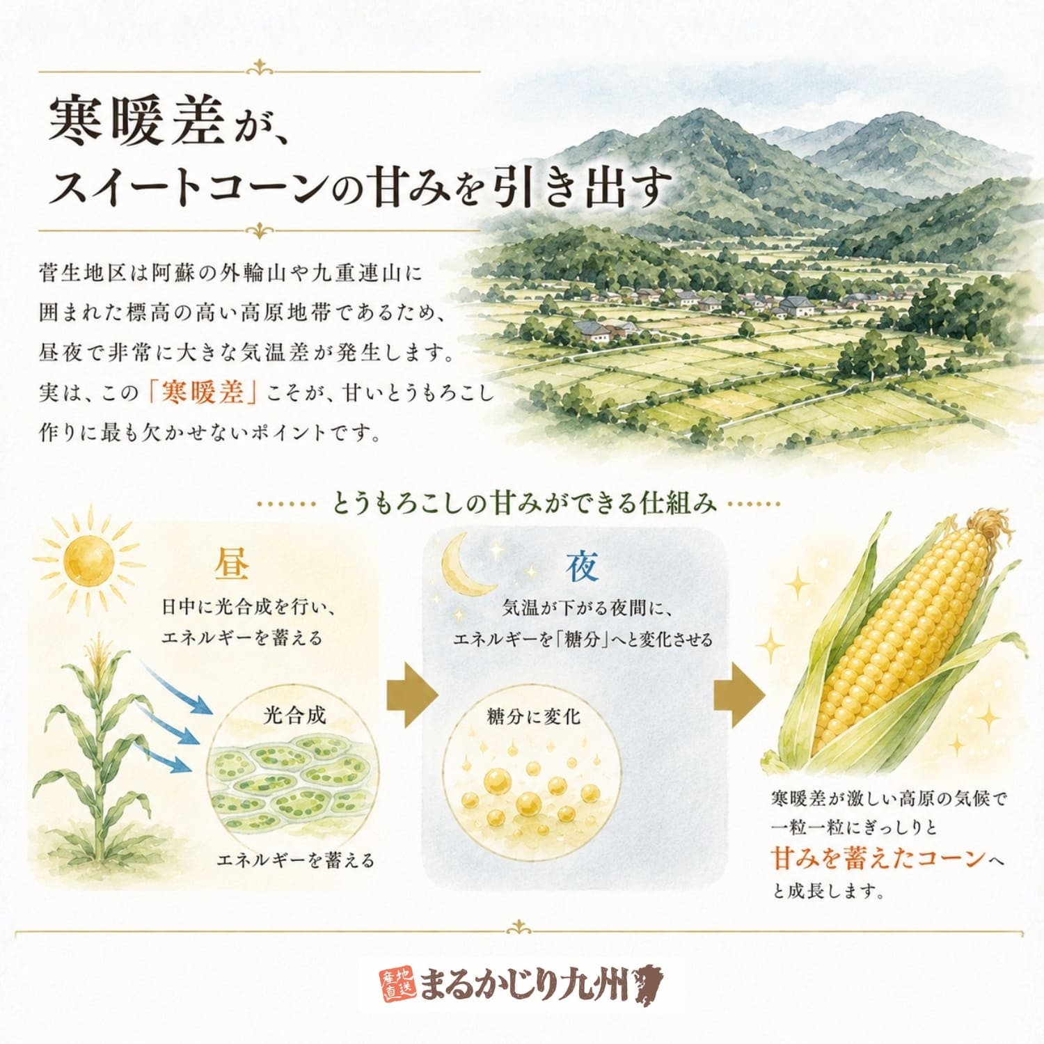 高原地帯ならではの寒暖差によって、スイートコーンに甘みが蓄えられる仕組みを描いた図解