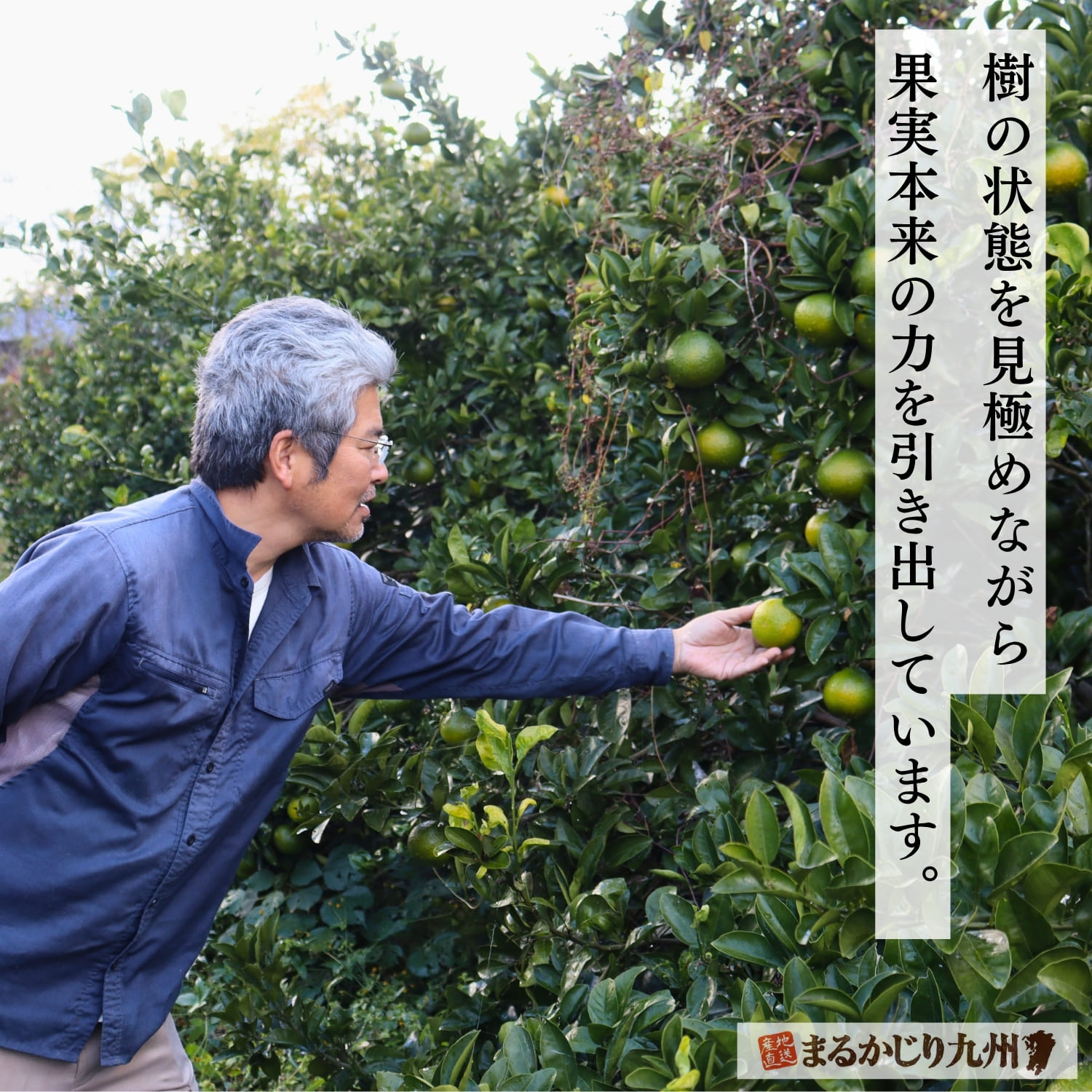 有機栽培で育つスイートスプリングの果樹園