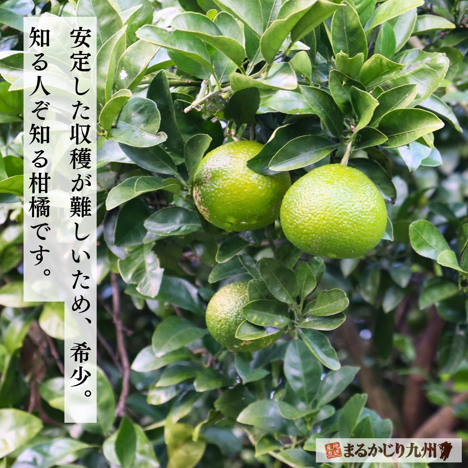 果樹になったスイートスプリング