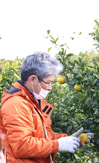 美味しい柑橘を無農薬でというこだわりを持つ「佐藤農場」の宮本さん。