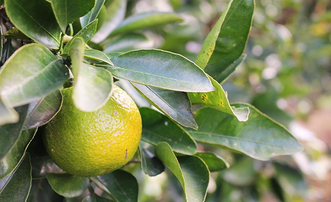 グリーンオレンジとも呼ばれるスイートスプリングは旬の初めは緑色の果実ですが、果肉は甘さが強く爽やかな香りです。